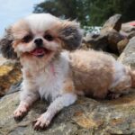 Can You Litter Train a Teacup Dog Teacup dog being litter trained - CAN YOU LITTER TRAIN A TEACUP DOG