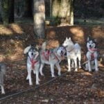 Interactive sound cue for dog obedience, WHAT DOES THE DOG TRAINING CLICKER DO