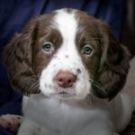 How Do You Train a Dog to Poop Outside Training a dog to poop outside: positive reinforcement, consistent schedule, and patience are key for success