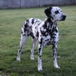 How to properly train your dog with an e-collar: Basic obedience commands and positive reinforcement techniques