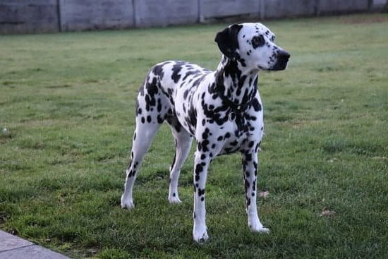 How to properly train your dog with an e-collar: Basic obedience commands and positive reinforcement techniques