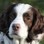 What'S a Good Cal Count for Dog Training Treats Recommended dog training treats calorie count: 5-10 per treat