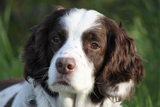 What'S a Good Cal Count for Dog Training Treats 1 Recommended dog training treats calorie count: 5-10 per treat