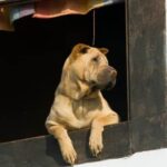 How to Paper Train a 2 Year Old Dog How to paper train a 2 year old dog: step-by-step guide to successful potty training
