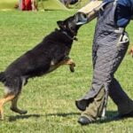 Can You Send Your Dog to Police Training Image of a person submitting a form with the title 'Can You Send Your Dog to Police Training'