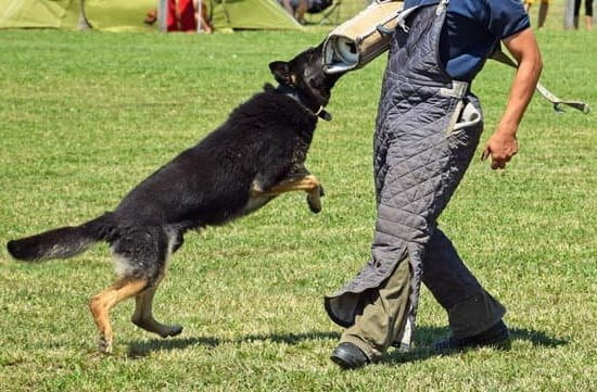 Image of a person submitting a form with the title 'Can You Send Your Dog to Police Training'