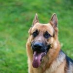 How to Train Dog Around Strangers Effective Strategies: How to Train Your Dog Around Strangers