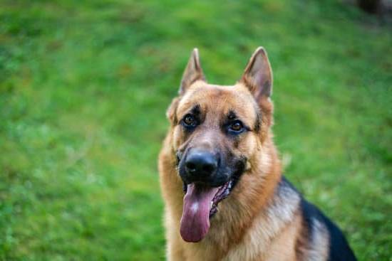 Effective Strategies: How to Train Your Dog Around Strangers