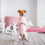 Step-by-step dog training guide in Sims 4