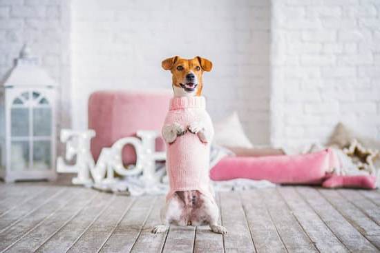 Step-by-step dog training guide in Sims 4