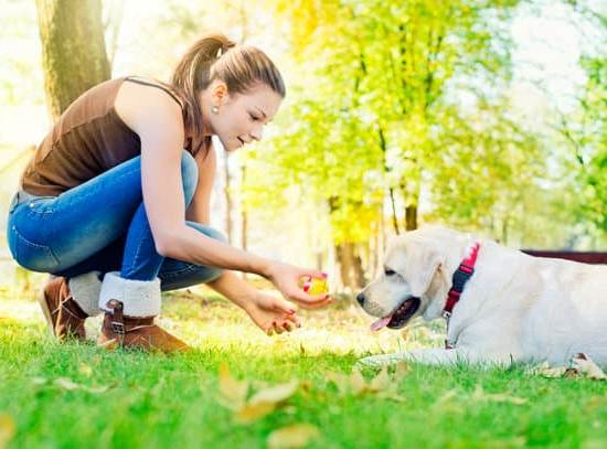 Training Outside Dogs: A Guide to Effective Techniques for Behavior Modification