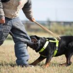 What Breed of Dog Is the Easiest to Potty Train Easiest to Potty Train: Labrador Retriever, Golden Retriever, or Border Collie