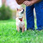 How to Train My Dogs to Stop Barking How to train my dogs to stop barking: Positive reinforcement and consistent command practice