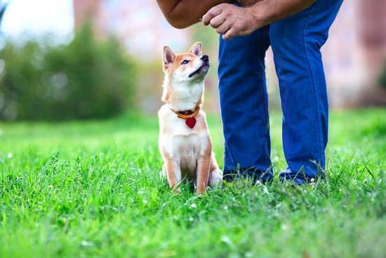 How to train my dogs to stop barking: Positive reinforcement and consistent command practice