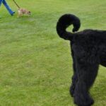 Training a dog to sleep later: gradual adjustments to bedtime routine for improved rest