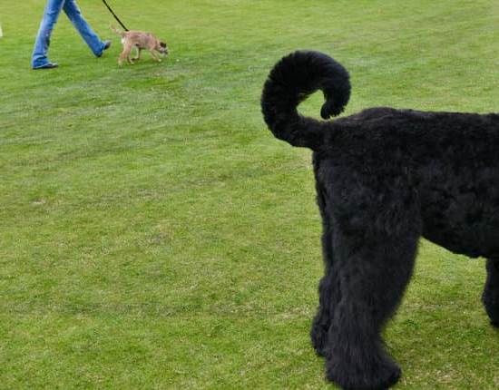 Training a dog to sleep later: gradual adjustments to bedtime routine for improved rest