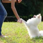 Can Dogs Be Trained Not to Chase Cats Training dogs to coexist peacefully with cats: Can dogs be trained not to chase cats