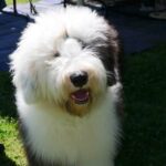 How to Train Your Dog to Dock Dive Learn how to train your dog to dock dive: step-by-step guide for beginners