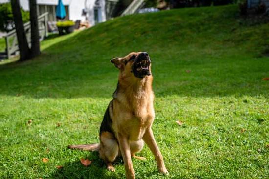 How to Train Antisocial Dog 1 Step-by-step guide on how to train an antisocial dog for socialization purposes