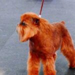 Step-by-step guide: How to Train Your Dogs to Hunt Hogs effectively and safely