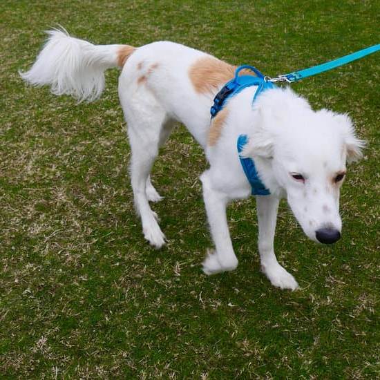 What Dog Breed Is Easiest Potty Trained 1 Easy-to-Potty-Train Dog Breeds: Labrador Retrievers