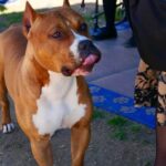 How to Train a Dog to the Stop Whistle Step-by-step guide: How to train a dog to the stop whistle command