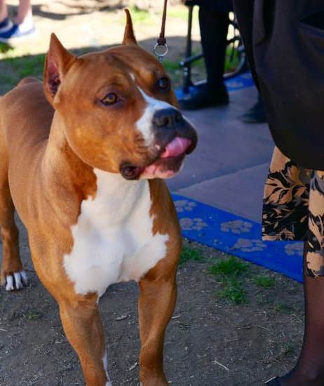 Step-by-step guide: How to train a dog to the stop whistle command