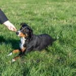 How to Train a Dog to Keep on Costumes Learn how to train a dog to keep on costumes using positive reinforcement techniques