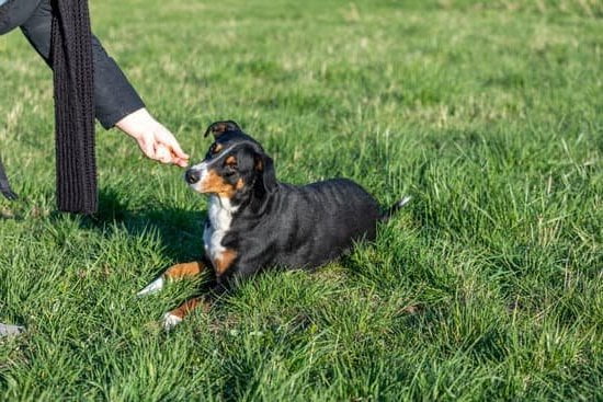 How to Train a Dog to Keep on Costumes 1 Learn how to train a dog to keep on costumes using positive reinforcement techniques