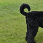 How to Train Dog Not to Chase Chickens Training a Dog to Not Chase Chickens: Positive reinforcement, consistency, and proper socialization are key