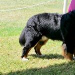 Can You Train a Deaf Dog to Hunt Training a Deaf Dog to Hunt: Utilizing Hand Signals and Vibrations for Success