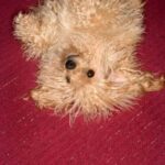 Can Beagles Be Trained as Service Dogs Can Beagles Be Trained as Service Dogs Yes, with patience and specialized training