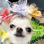 How to train your dog not to bite when playing – positive reinforcement techniques