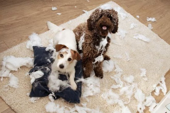 A to B Dog Training 1 Professional A to B Dog Training services for obedience, behavior, and agility