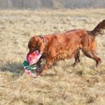 Labrador dog learning to bark at strangers using positive reinforcement and obedience training