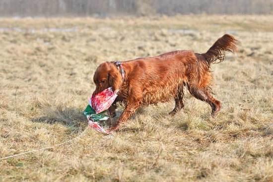 How to Train Labrador Dog to Bark at Strangers 1 Labrador dog learning to bark at strangers using positive reinforcement and obedience training