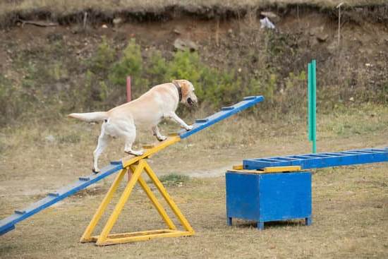 Can You Train Shyness Out of a Dog 1 Photo of a trainer working with a shy dog to overcome shyness