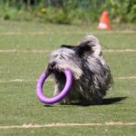 Is Gravy Train Dog Food Bad for Dogs Gravy Train Dog Food: Potential Health Risks for Dogs