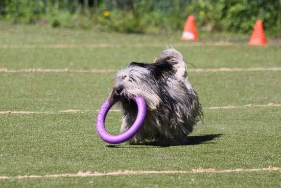 Is Gravy Train Dog Food Bad For Dogs Every Day Interests is-gravy-train-dog-food-bad-for-dogs-every-day-interests