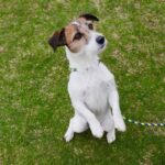 How to Train to Become a Dog Trainer Tucson Step-by-step guide on how to train to become a dog trainer in Tucson