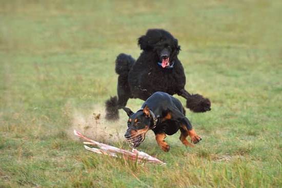 Keyword: How to Train a Young Dog Not to Jump - Training a Young Dog: Prevent Jumping Behavior Using Positive Reinforcement Techniques