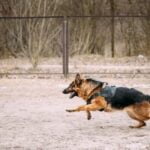 How to Train Your Dog Out of Dog Aggression Dog aggression training: Tips and techniques for managing and preventing aggressive behavior in your dog