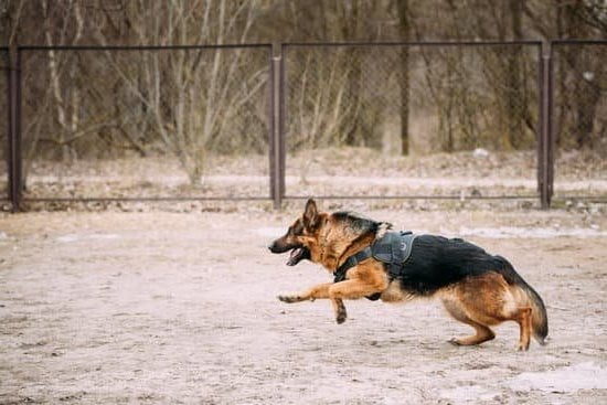 Dog aggression training: Tips and techniques for managing and preventing aggressive behavior in your dog