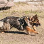 Mix Gravy Train Dog Food: Step-by-Step Guide