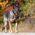 How to Train Dog from Jumping Up: Positive Reinforcement Techniques for Discouraging Unwanted Behavior