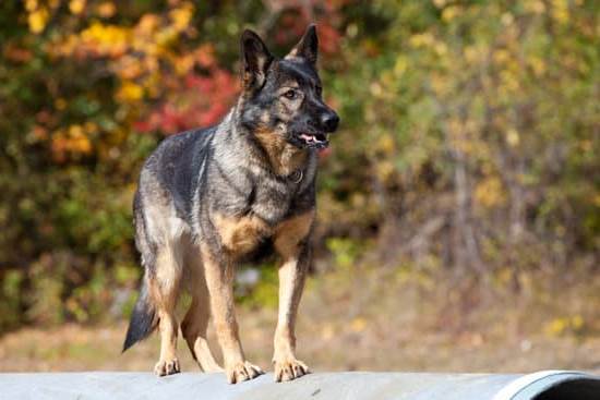 How to Train Dog from Jumping Up: Positive Reinforcement Techniques for Discouraging Unwanted Behavior