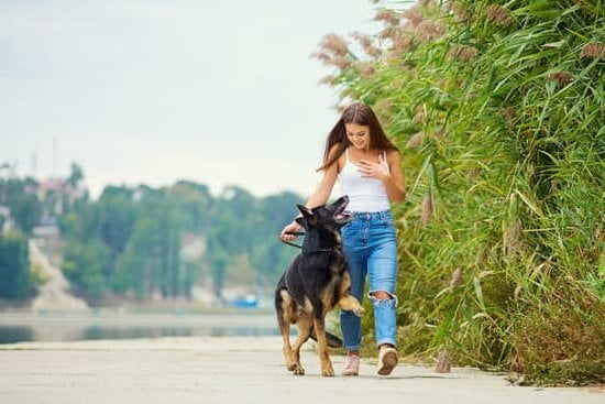 How to Train Your Dog to Walk Down the Aisle 1 How to Train Your Dog to Walk Down the Aisle: Expert Tips for the Perfect Wedding Day
