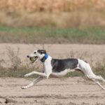 How to Train Your Dog to Sit Without Treats Dog sitting obedience training guide: How to Train Your Dog to Sit Without Treats