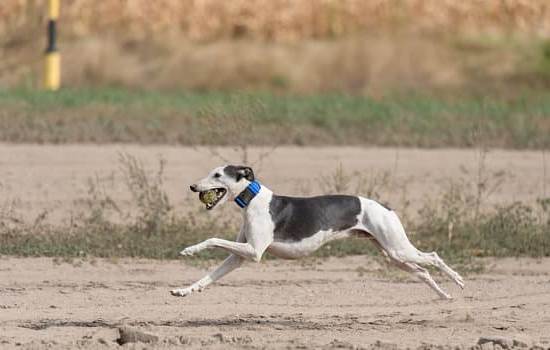 Dog sitting obedience training guide: How to Train Your Dog to Sit Without Treats