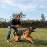 How Long Does It Take to Leash Train Your Dog How long does it take to leash train your dog: A guide to efficient training